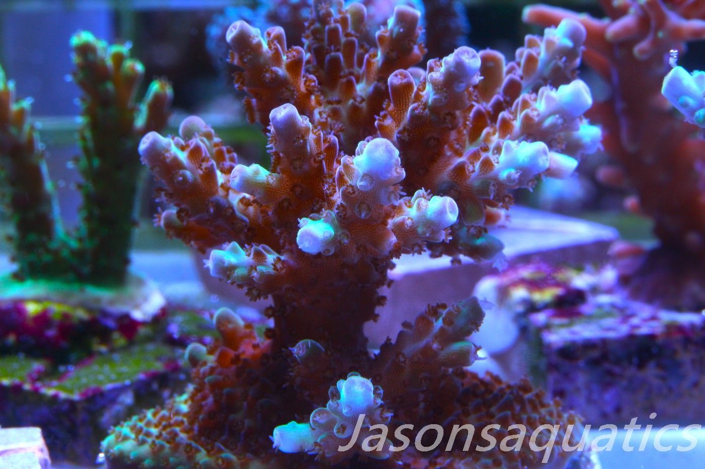 Acropora, Ultra Rare Australian Chroma Nova, Micro colony, Frag A Acropora, Ultra Rare Australian Chroma Nova, Micro colony, Frag A