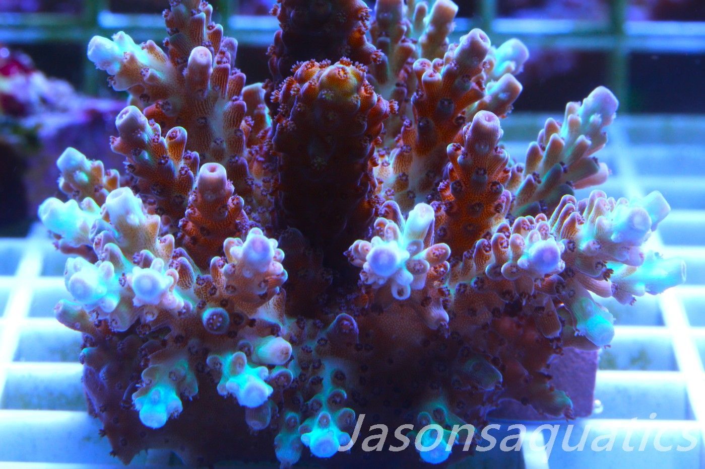 Acropora, Ultra Rare Australian Chroma Nova, Micro colony, Frag A Acropora, Ultra Rare Australian Chroma Nova, Micro colony, Frag A