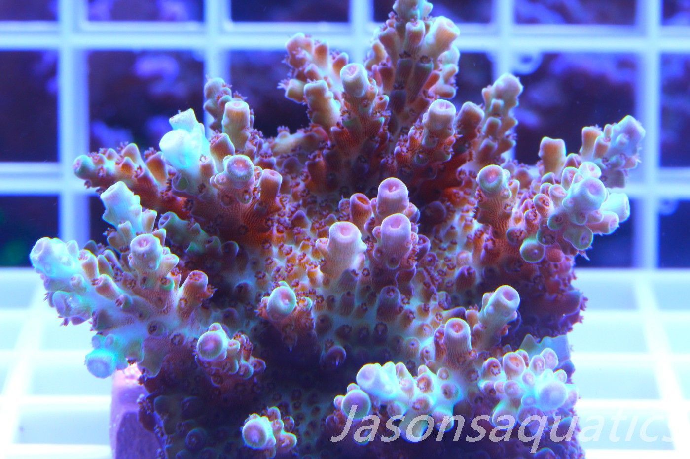 Acropora, Ultra Rare Australian Chroma Nova, Micro colony, Frag A Acropora, Ultra Rare Australian Chroma Nova, Micro colony, Frag A