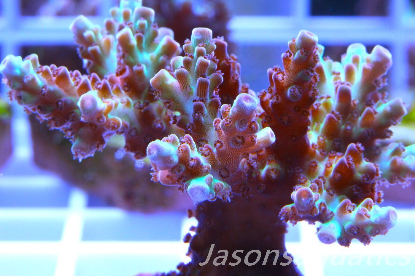 Acropora, Ultra Rare Australian Chroma Nova, Micro colony, Frag A Acropora, Ultra Rare Australian Chroma Nova, Micro colony, Frag A