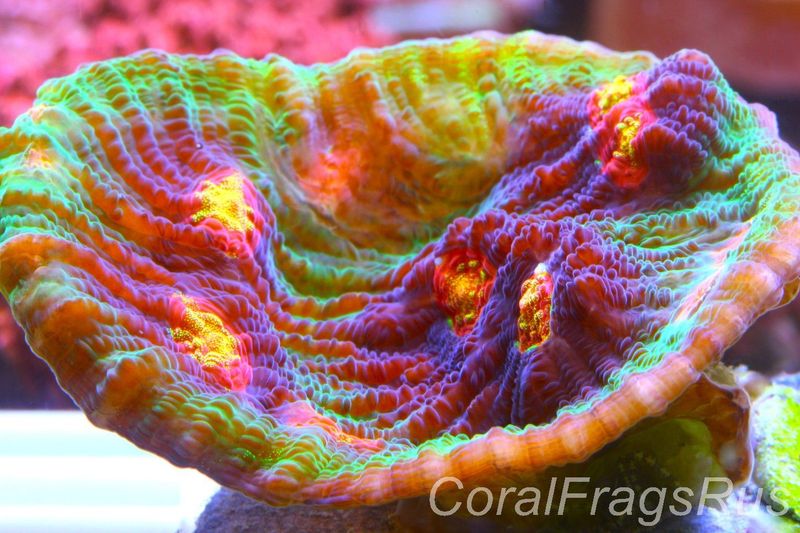 Echinophyllia raja rampage