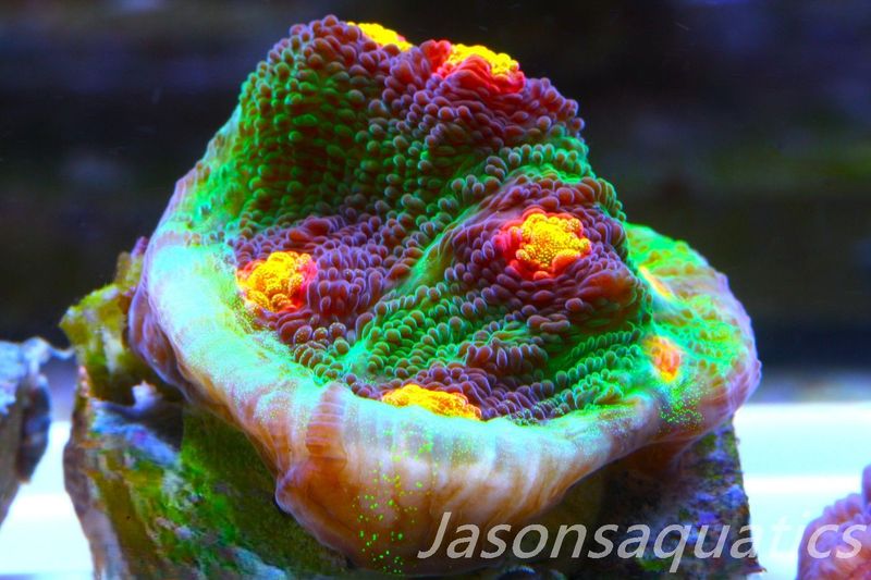 Echinophyllia Raja Rampage Frag A