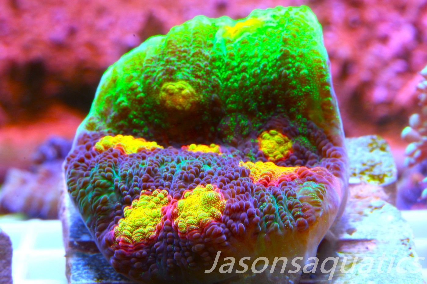 Echinophyllia Raja Rampage Frag A Echinophyllia Raja Rampage Frag A