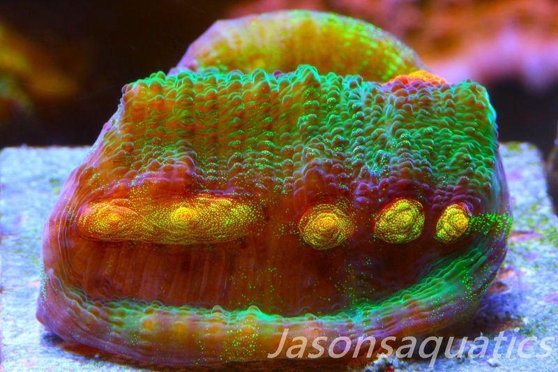 Echinophyllia Raja Rampage Frag A