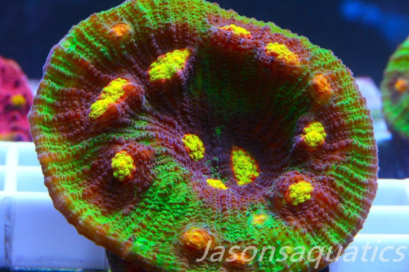 Echinophyllia Raja Rampage Large frag Frag A Echinophyllia Raja Rampage Large frag Frag A