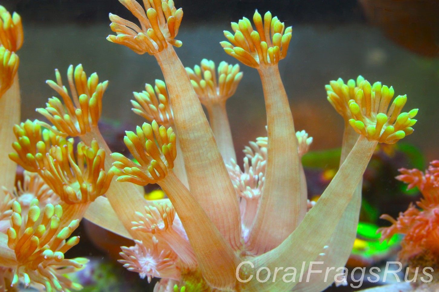 Goniopora,Bright green goni long arms