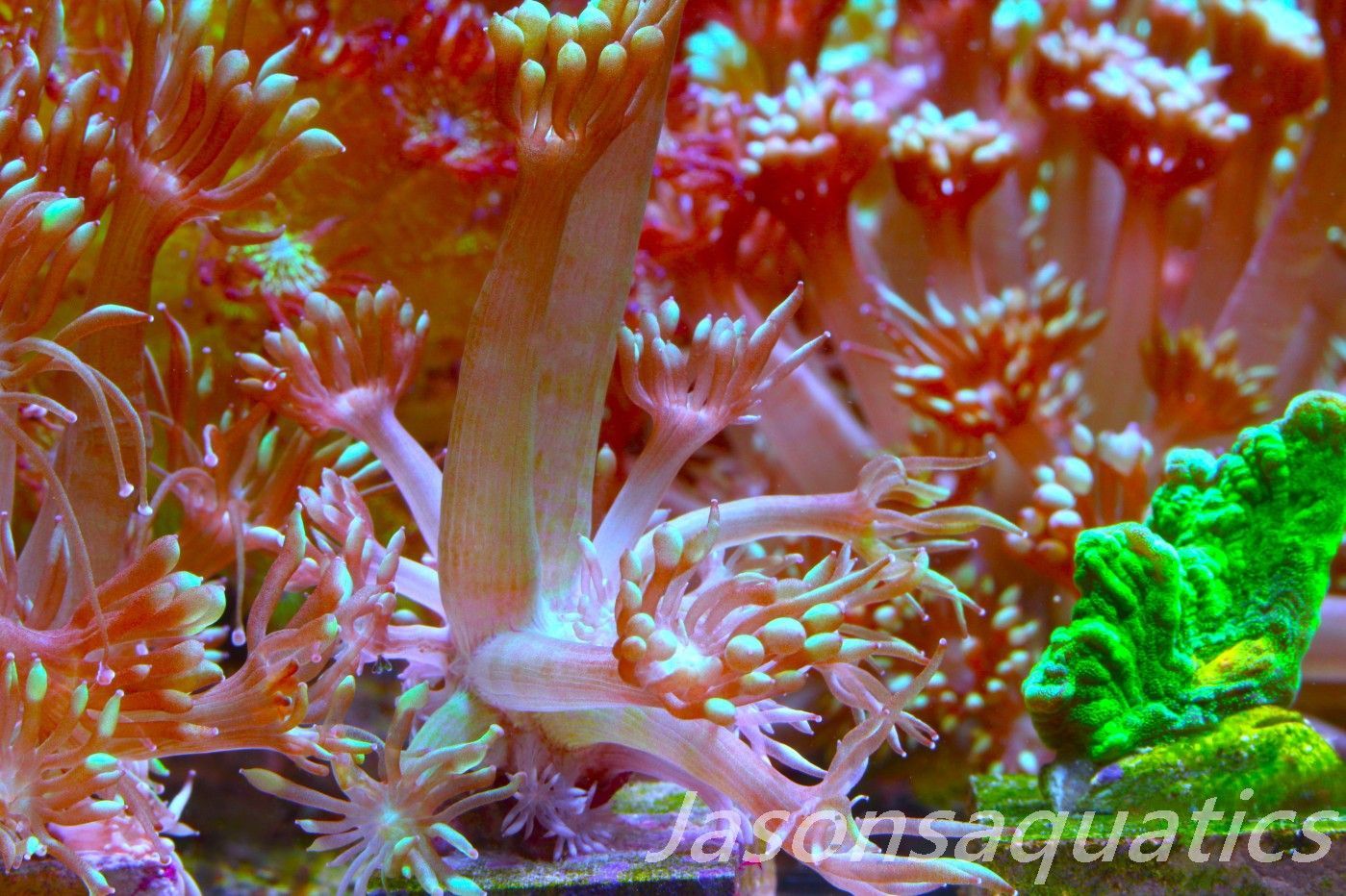 Goniopora, Bright Green Goni Long Arms Frag A