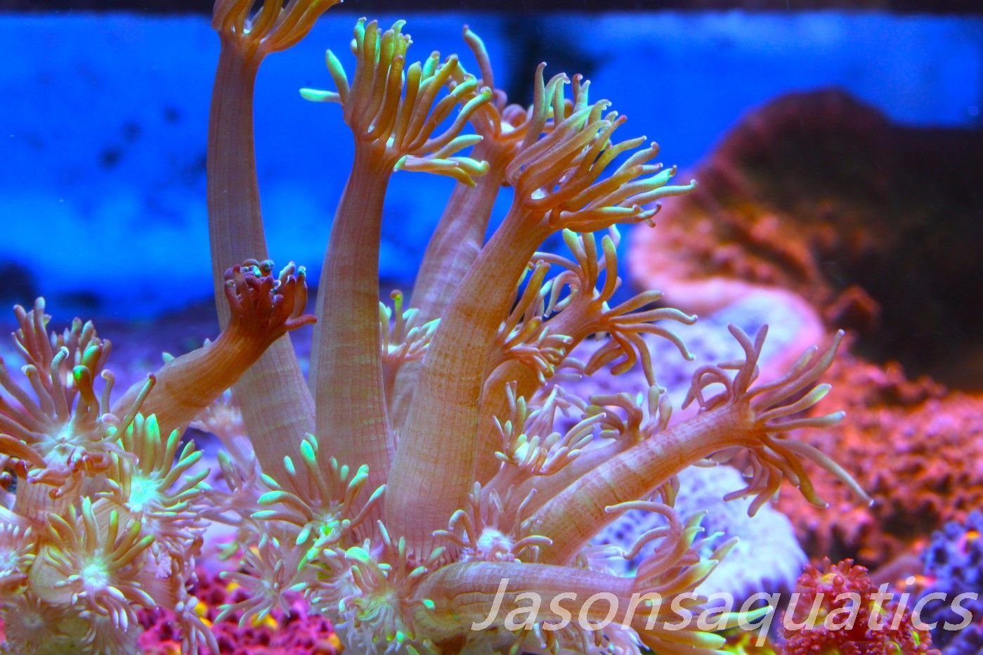 Goniopora, Bright Green Goni Long Arms Frag A