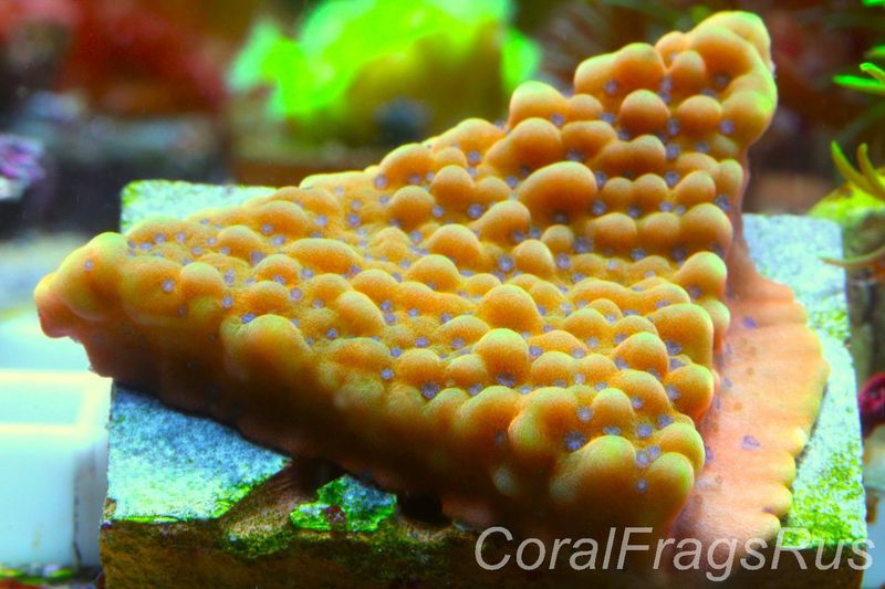 Montipora Palawanensis (Beach Bum)