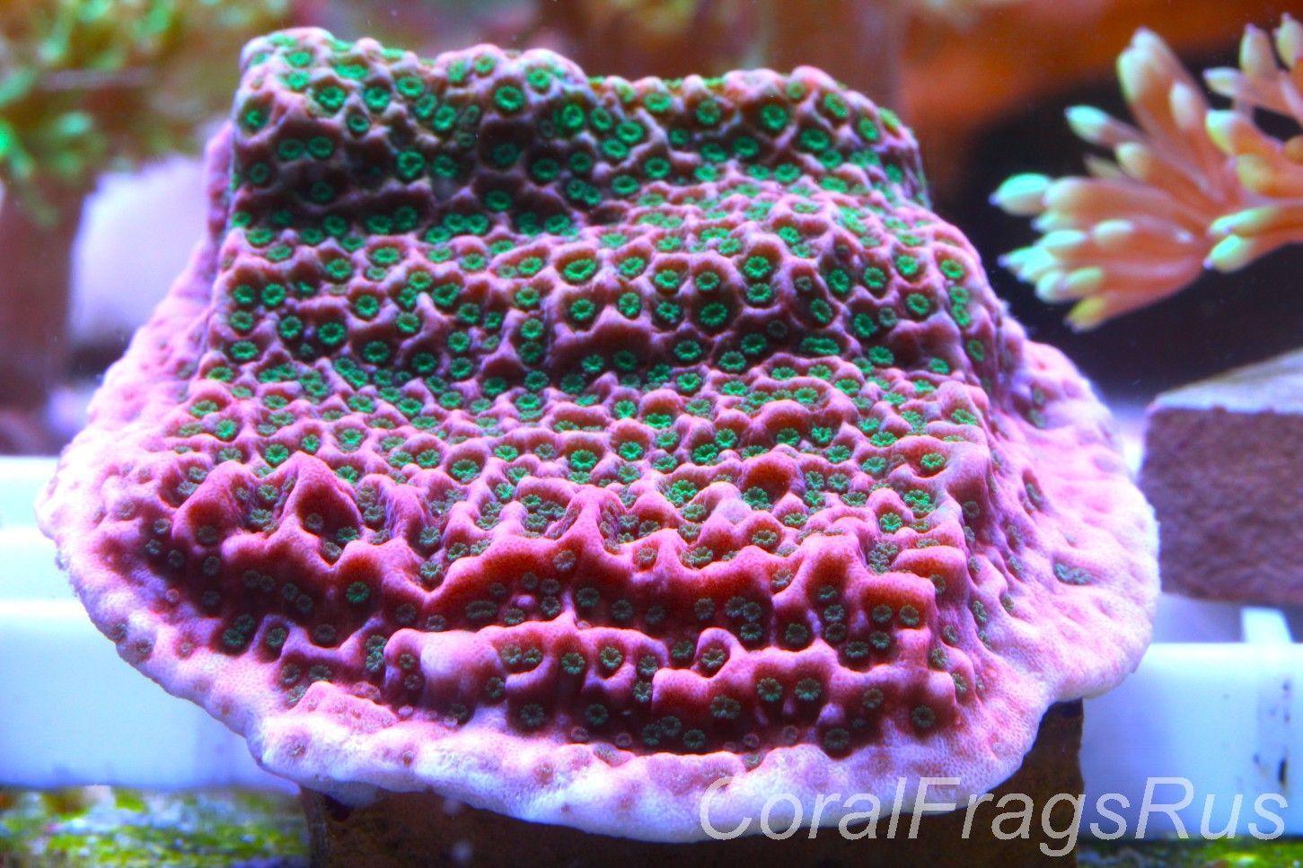 Montipora Tropic Thunder