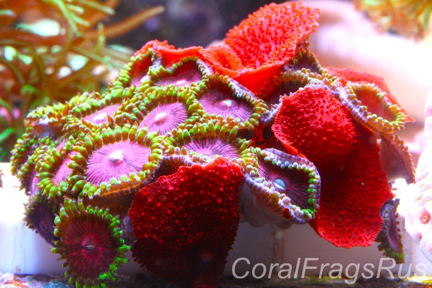 Zoanthid, Mushroom mix. Fake Lime Chilli, blood red Discosoma Zoanthid, Mushroom mix. Fake Lime Chilli, blood red Discosoma
