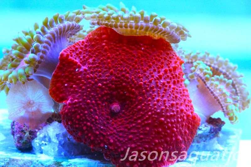 Zoanthid, Mushroom Mix, Fake Lime Chilli, Blood Red Discosoma Frag A
