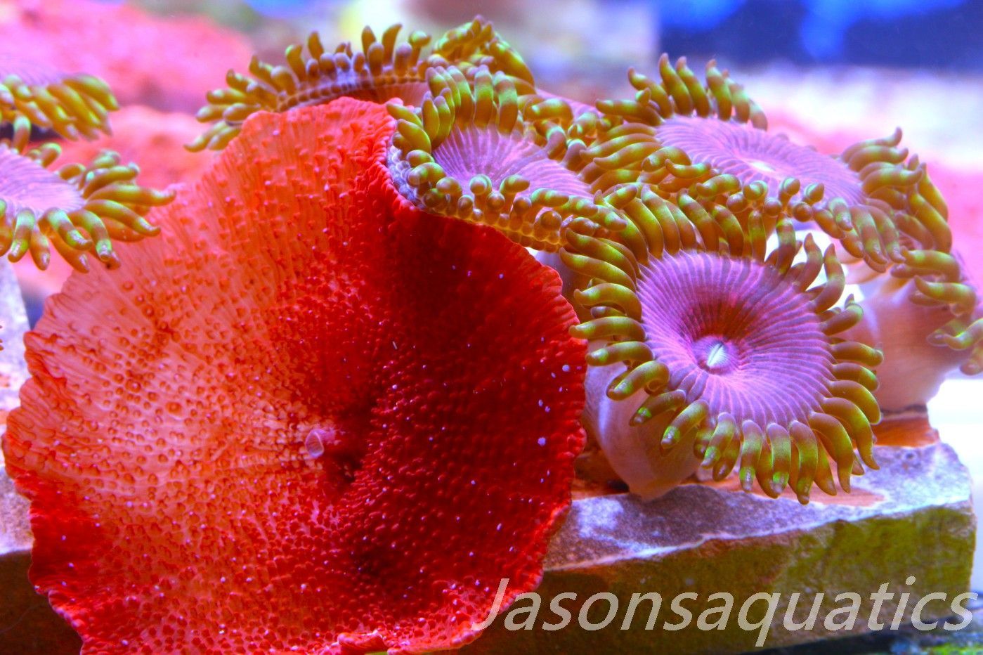 Zoanthid, Mushroom Mix, Fake Lime Chilli, Blood Red Discosoma Frag A Zoanthid, Mushroom Mix, Fake Lime Chilli, Blood Red Discosoma Frag A