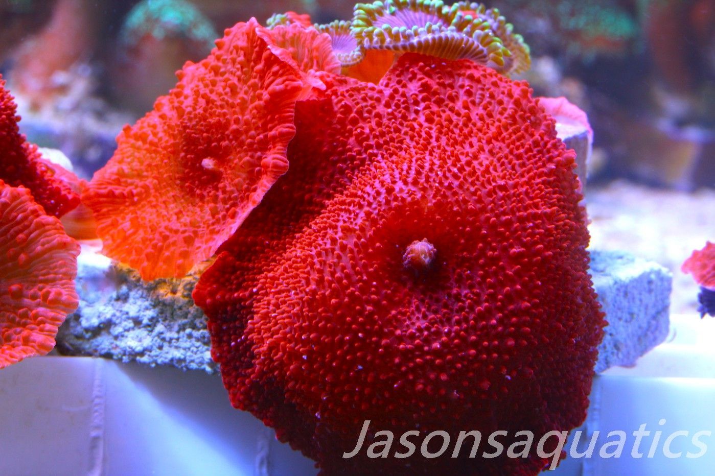 Zoanthid, Mushroom Mix, Fake Lime Chilli, Blood Red Discosoma Frag A Zoanthid, Mushroom Mix, Fake Lime Chilli, Blood Red Discosoma Frag A