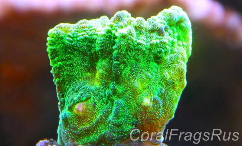 Pectinia, True WWC Space Invader