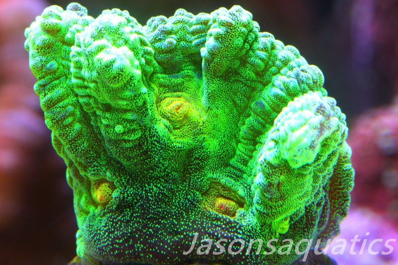 Pectinia, True WWC Space Invader Frag A