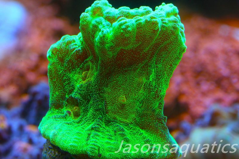 Pectinia, True WWC Space Invader Frag A