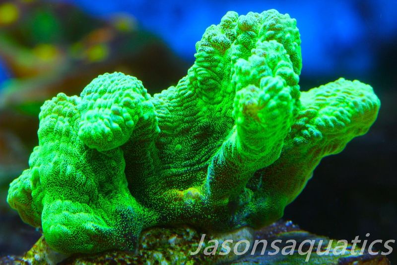 Pectinia, True WWC Space Invader Frag A
