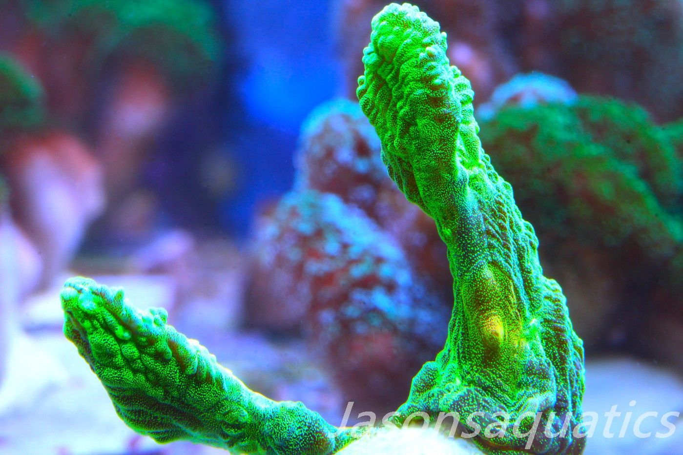 Pectinia, True WWC Space Invader Frag A