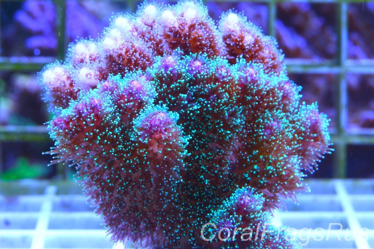 Pocillopora Mix