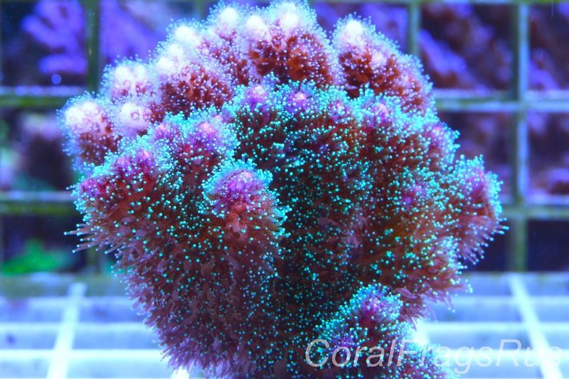 Pocillopora Mix