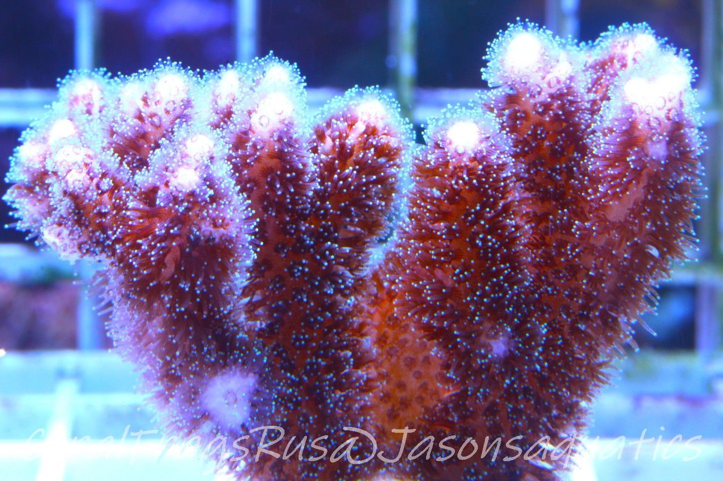 Pocillopora Pink Frag A