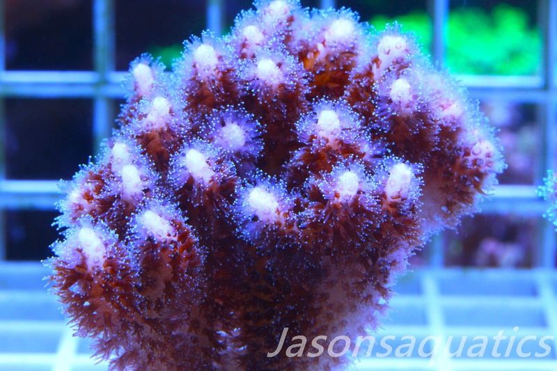 Pocillopora Pink Micro colony, Frag A