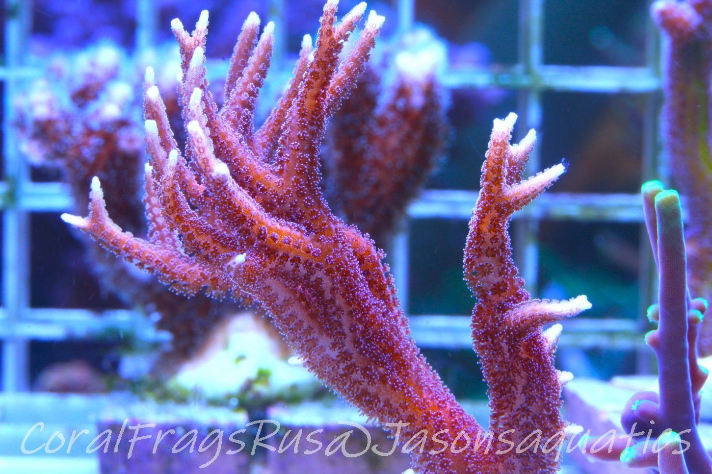 Seriatopora  Hystrix Purple Polyps (Birds Nest) Frag A