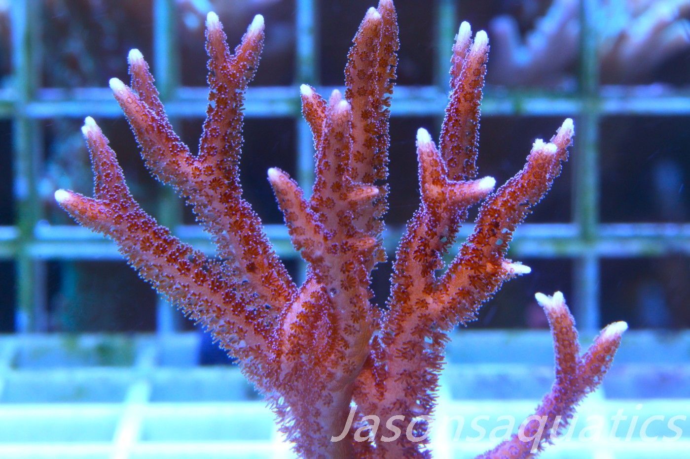 Seriatopora  Hystrix Purple Polyps (Birds Nest) Frag A