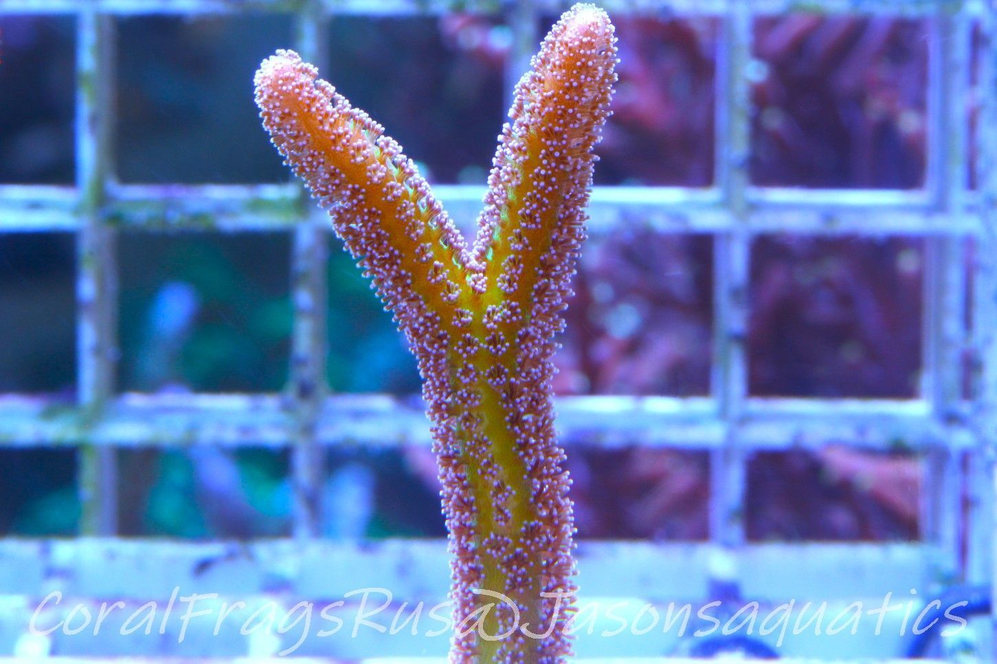 Seriatopora Caliendrum, Bird of Paradise Frag A