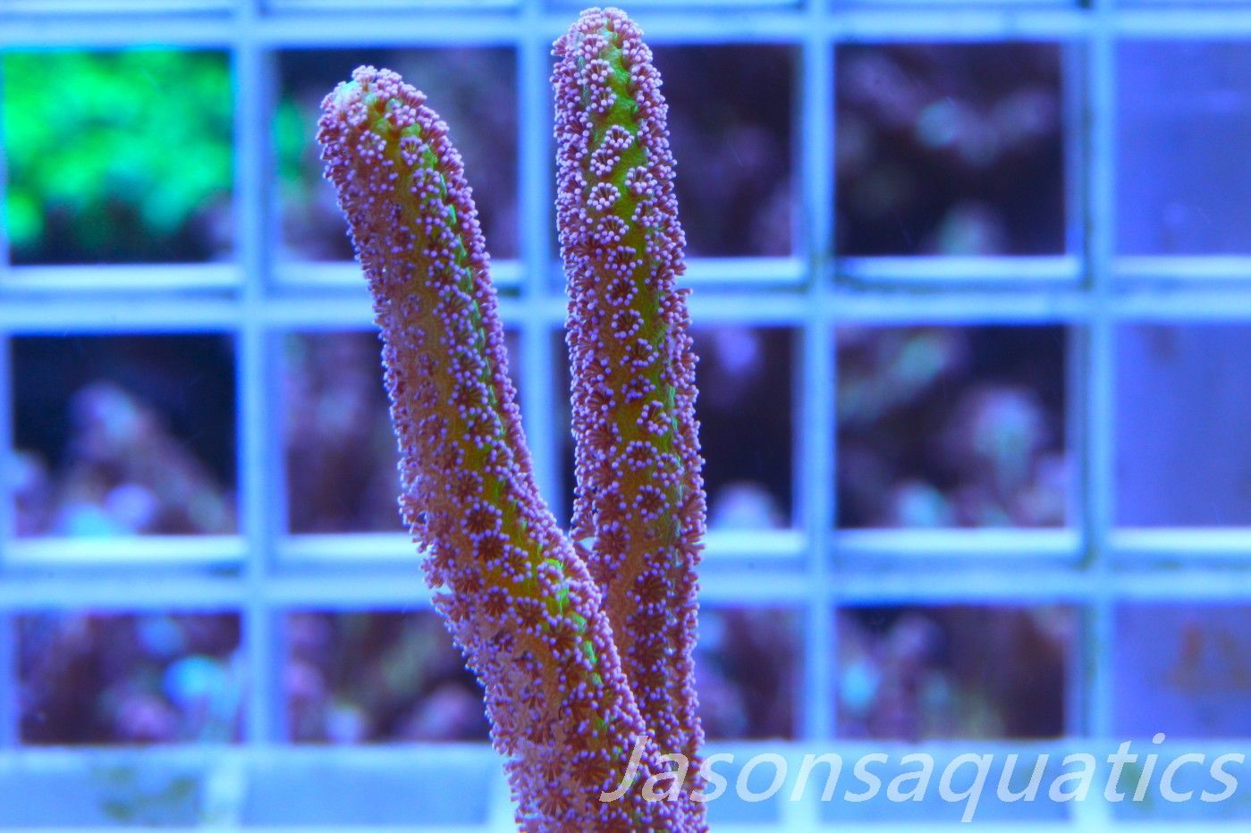 Seriatopora Caliendrum, Bird of Paradise Frag A Seriatopora Caliendrum, Bird of Paradise Frag A