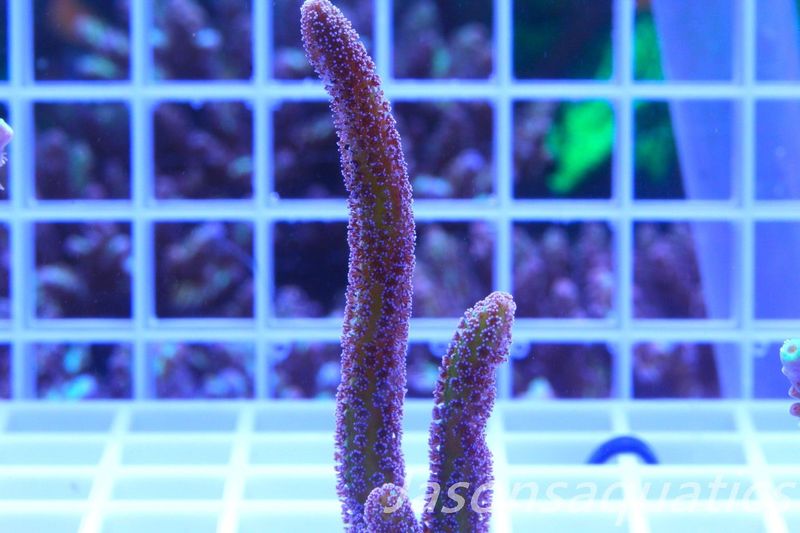 Seriatopora Caliendrum, Bird of Paradise Frag A