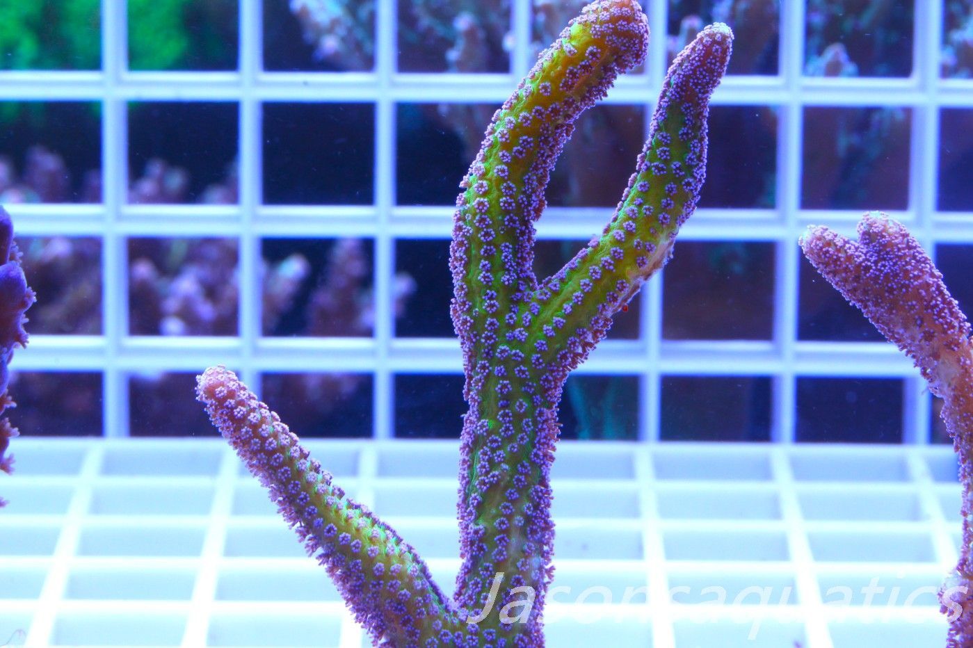 Seriatopora Caliendrum, Bird of Paradise Frag A Seriatopora Caliendrum, Bird of Paradise Frag A