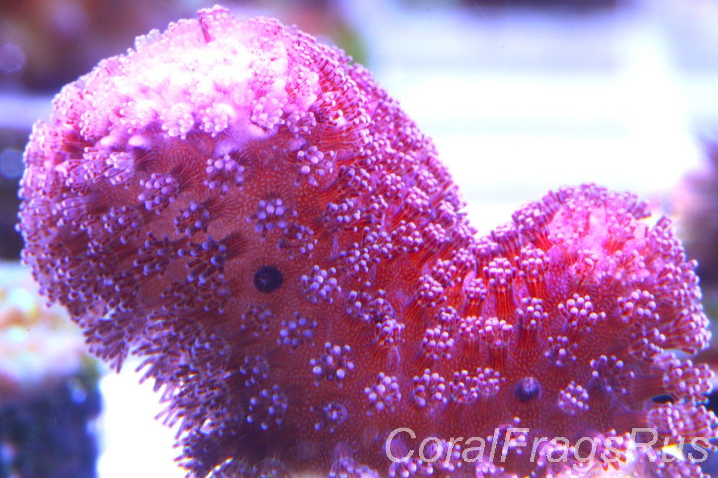 Stylophora, Australian Pink stylo Stylophora, Australian Pink stylo