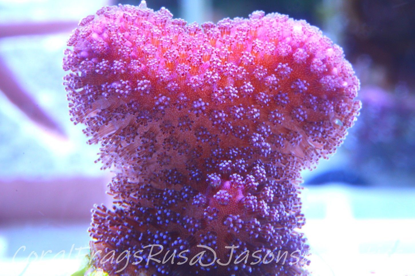 Stylophora, Australian Pink Stylo Frag A