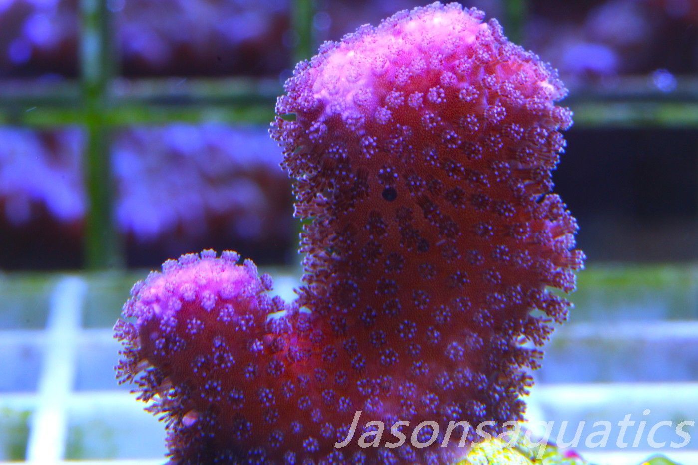 Stylophora, Australian Pink Stylo Frag A