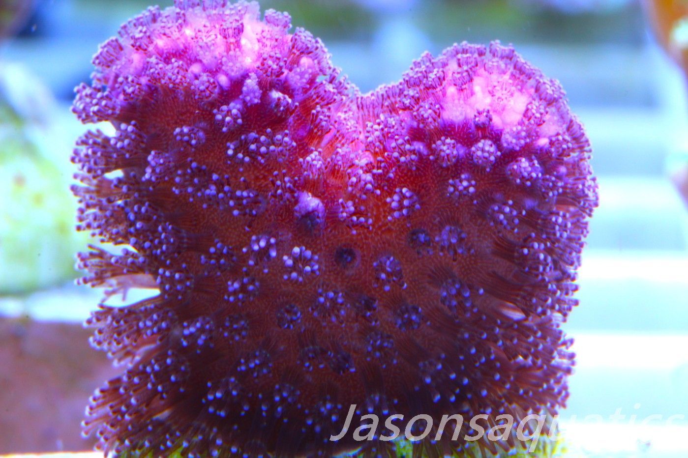 Stylophora, Australian Pink Stylo Frag A Stylophora, Australian Pink Stylo Frag A