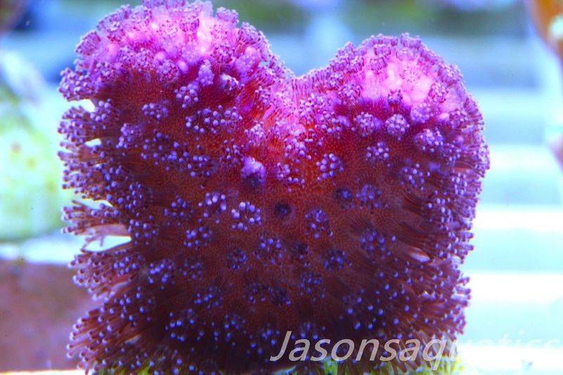 Stylophora, Australian Pink Stylo Frag A