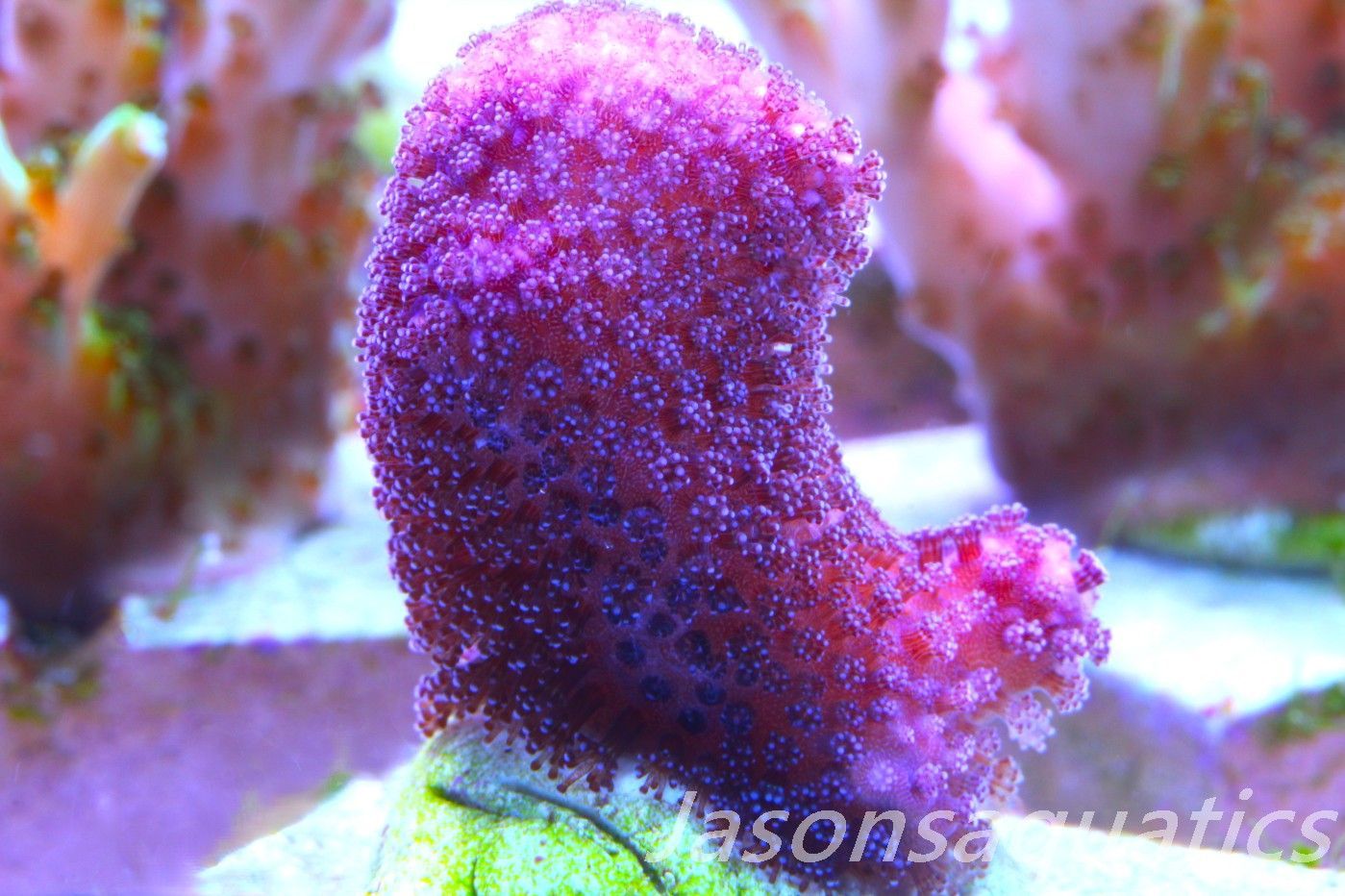 Stylophora, Australian Pink Stylo Frag A