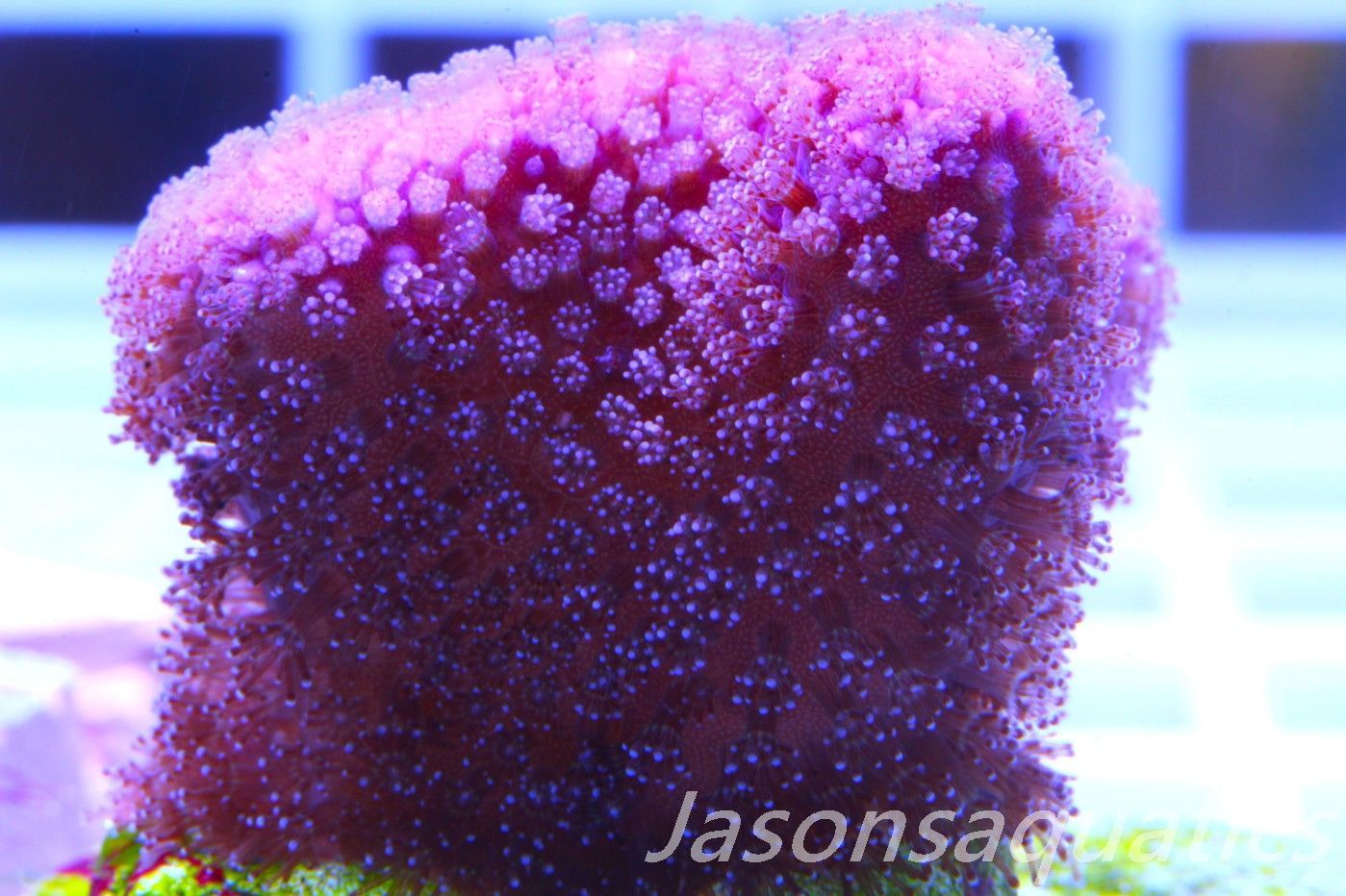 Stylophora, Australian Pink Stylo Frag A Stylophora, Australian Pink Stylo Frag A