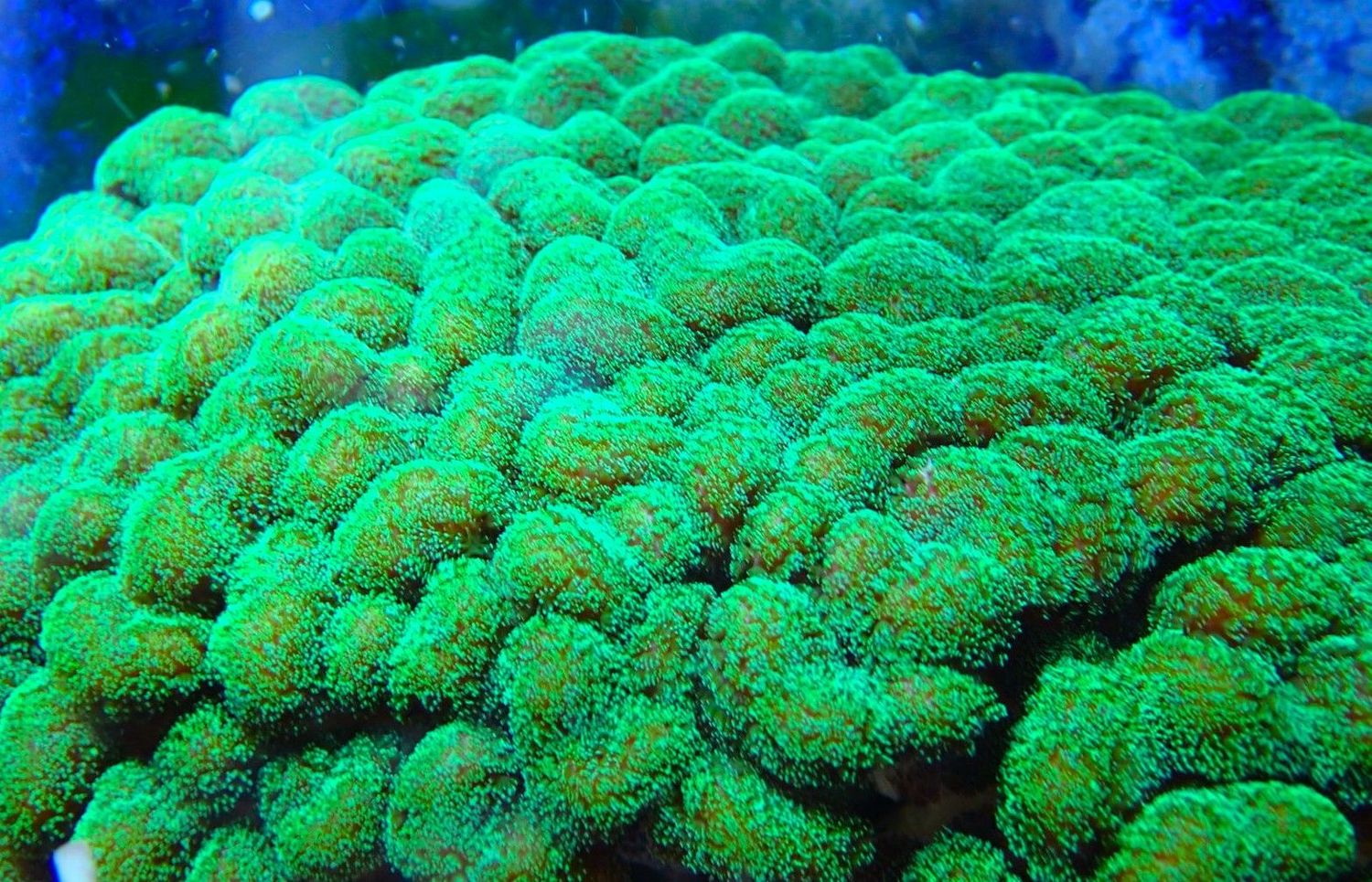 Stylophora,Green with Pinkish body