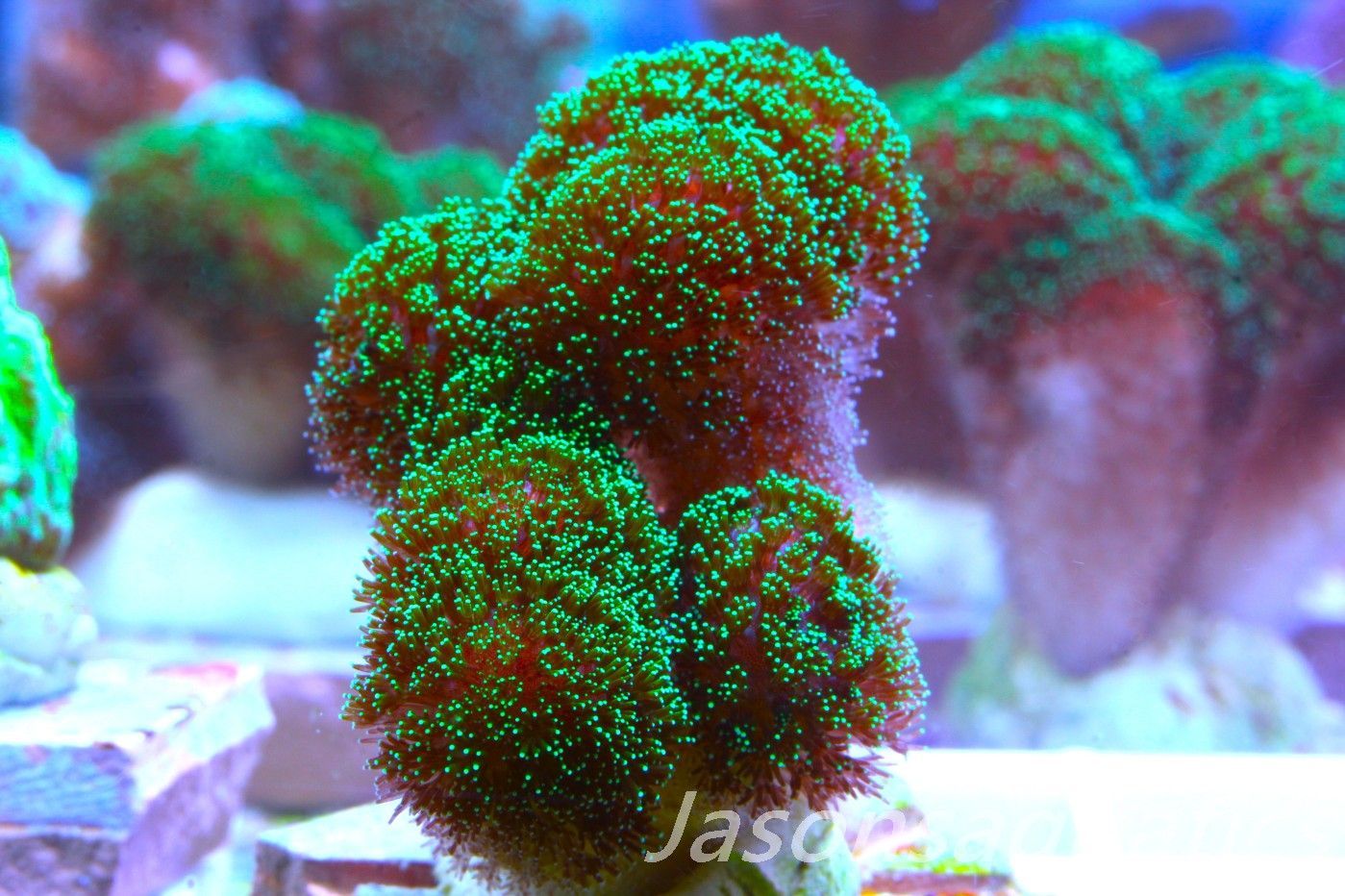 Stylophora, Green with Pinkish Body Frag A Stylophora, Green with Pinkish Body Frag A