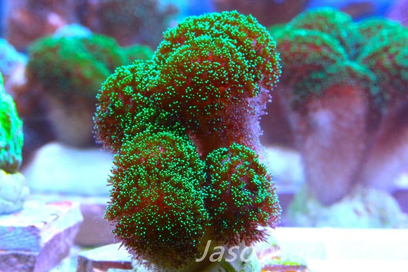 Stylophora, Green with Pinkish Body Frag A