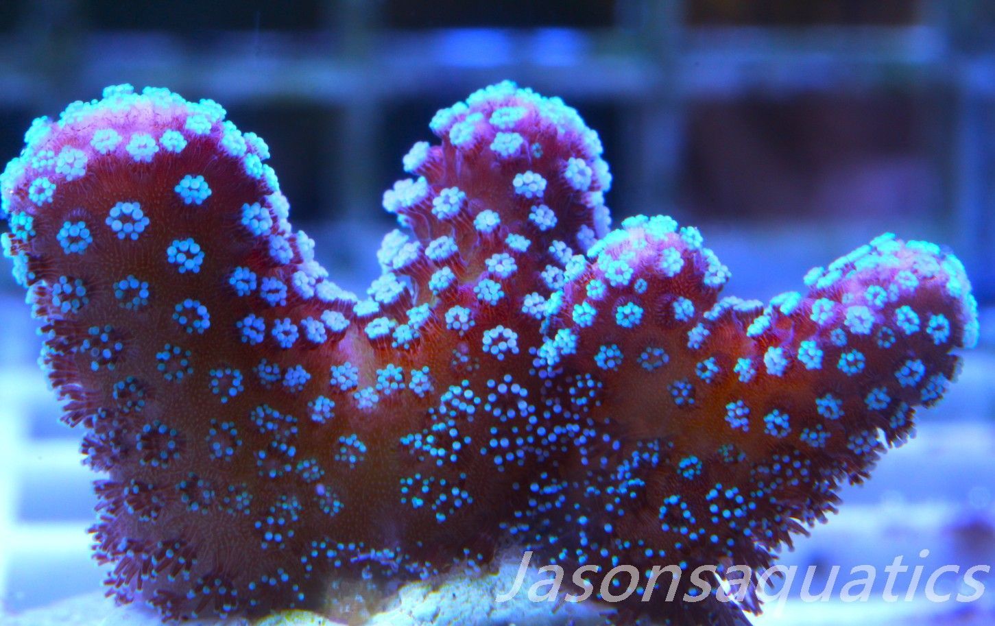 Stylophora, Rainbow Stylo Frag A Stylophora, Rainbow Stylo Frag A