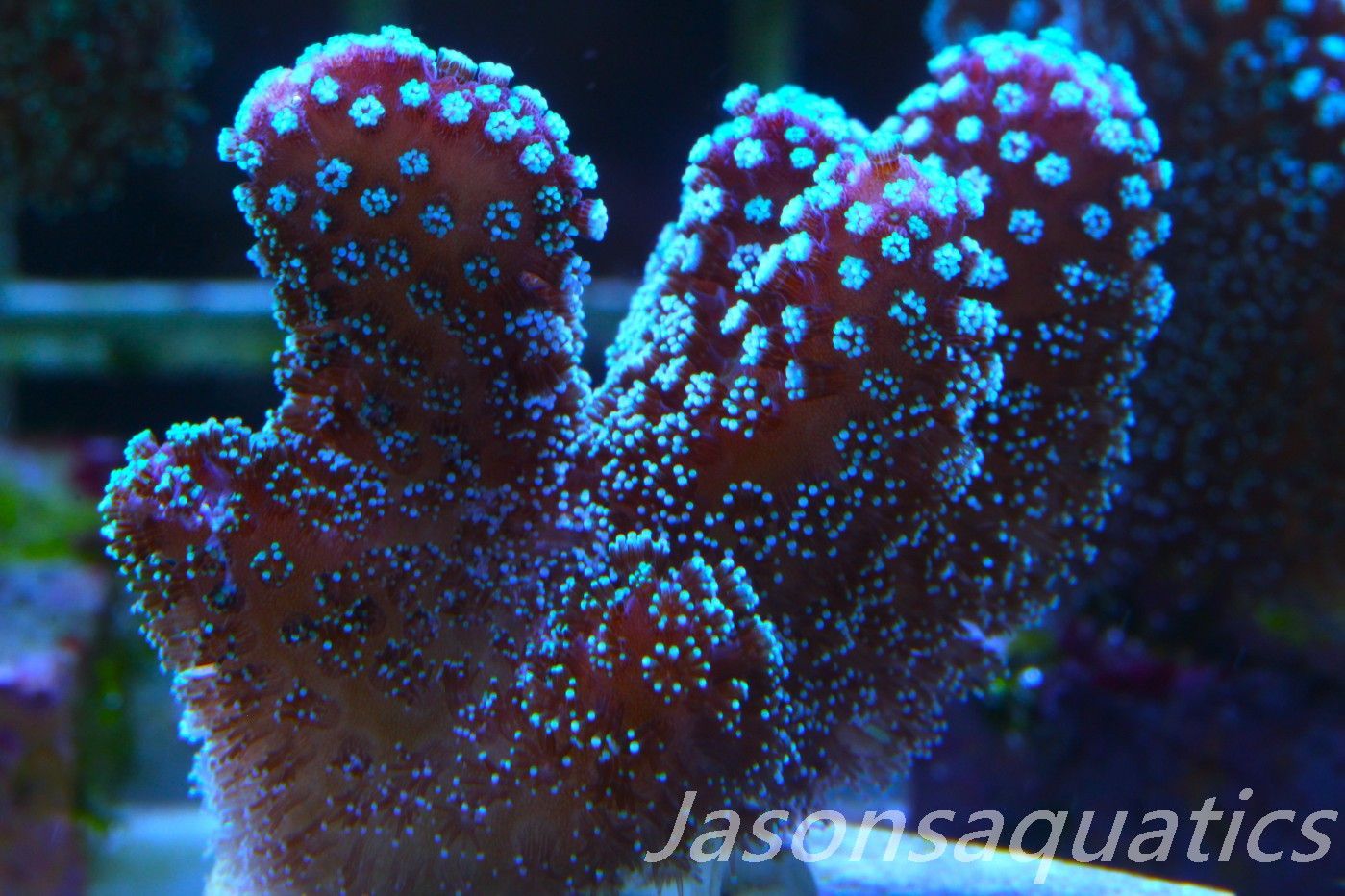 Stylophora, Rainbow Stylo Frag A Stylophora, Rainbow Stylo Frag A