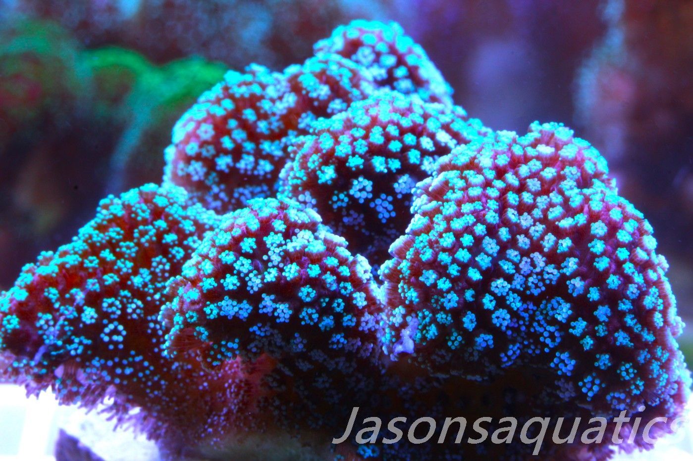 Stylophora, Rainbow Stylo Frag A Stylophora, Rainbow Stylo Frag A