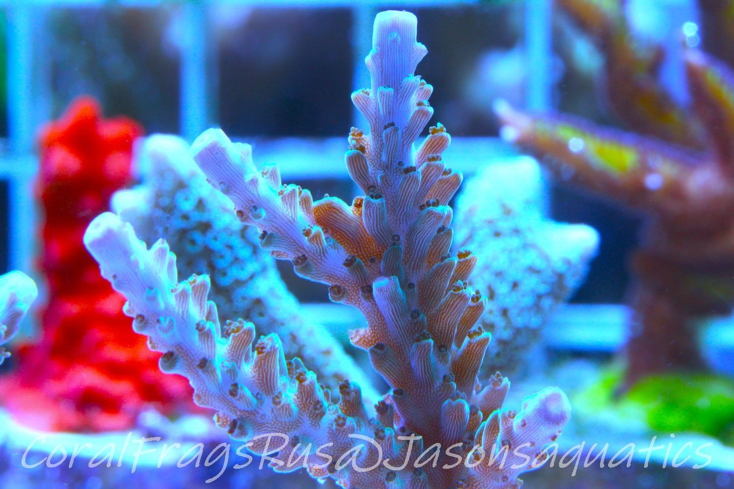 Acropora,Purple tip fading into blue tip stag