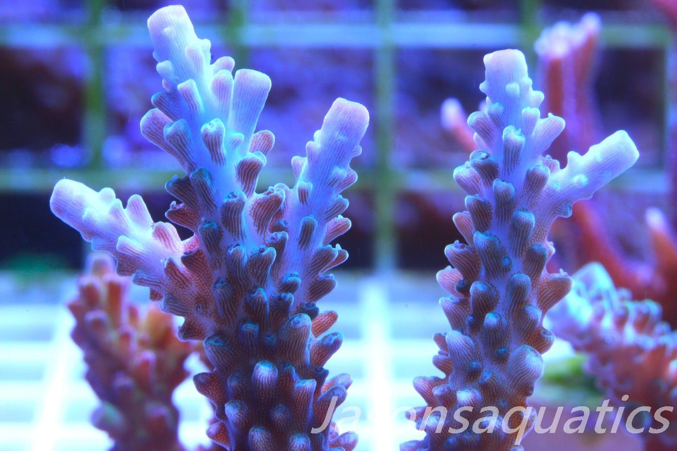 Acropora, Purple Tip Fading into Blue Tip Stag Frag A