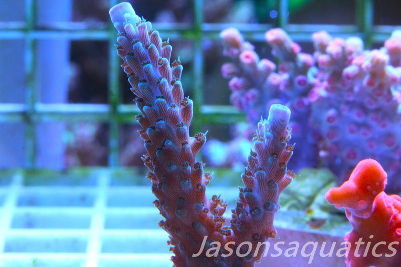 Acropora, Purple Tip Fading into Blue Tip Stag Frag A