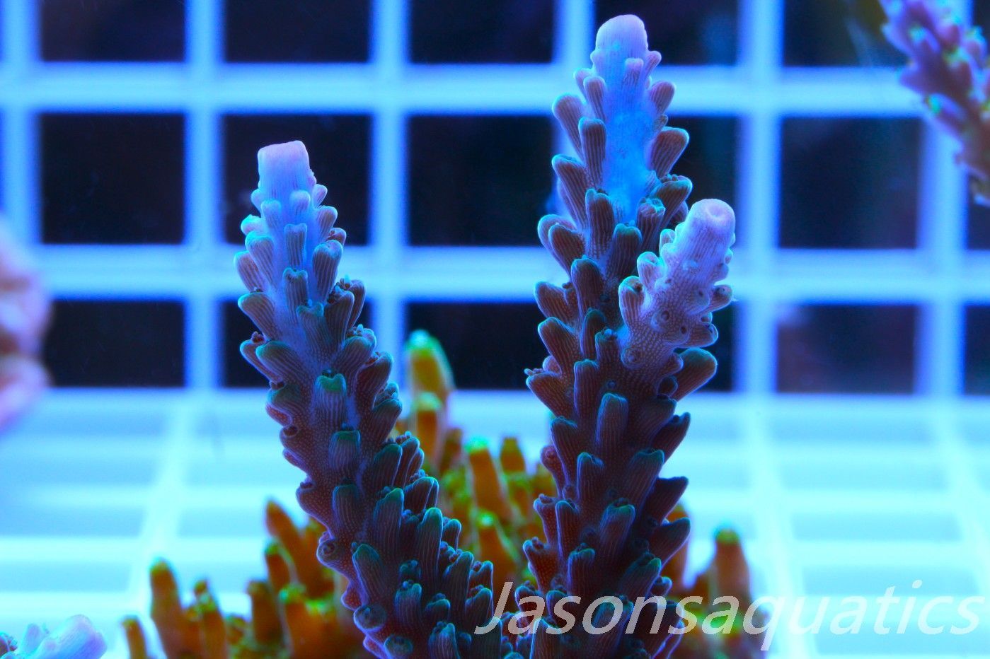 Acropora, Purple Tip Fading into Blue Tip Stag Frag A
